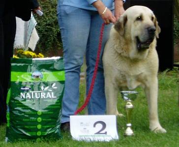 Soto de Trashumancia - Exc. 1, CAC, Veteran Club Winner 2006, res. BIS VETERAN, Club Show of Columella Molosser Club Hungary 23.09.2006
(Florencio de Trashumancia x Vela de Trashumancia)
 

Keywords: 2006 tornado