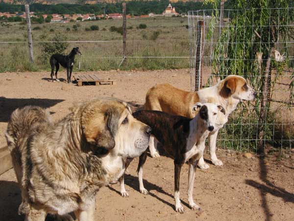 Madero de Autocan - September 2004
Born 29-10-1997.
(Tarzán de Autocan x Mora II de Autocan)

 

