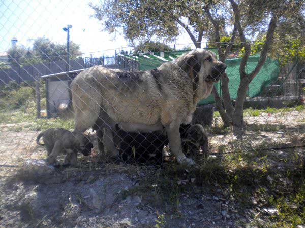 India de Cerros del Aguila with puppies born 12.03.2011
Keywords: delfos