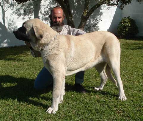 Malaga de Orzowei: EXC.1, Best Young - Young Class Females - National show, Cádiz 20.11.2004 (photo is not from the show)  
(Elfo Dancá Cotufa x Guachi Dancá Cotufa) 
Breeder & owner: Carlos Salas Pardo  

Keywords: 2004 orzowei