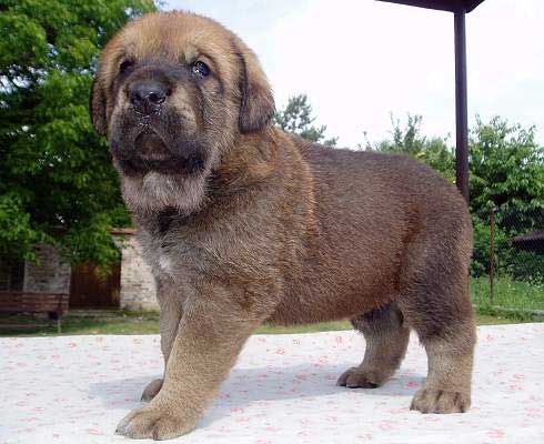 (Druso de la Aljabara x Ch. Cassandra Tornado Erben) 
Born: 26.06.2006 

Keywords: tornado puppy cachorro