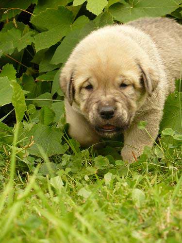 Male puppy from Tornado Erben - 25 days old
Caruso x Jch. Linda Tornado Erben
11.08.2008

Keywords: puppyczech tornado