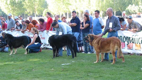 Open Class Males - AEPME Monográfica, Valencia de Don Juan, León, 18.09.2004
Kľúčové slová: 2004