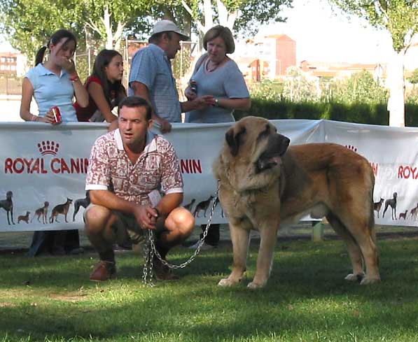 Hércules de Babia - Open Class Males - AEPME Monográfica, Valencia de Don Juan, León, 18.09.2004
(Ch. Ulises de Babia x Luna de Babia)
Breeder: Pedro Álvarez
Owner: Isaac J. Rodríguez  
 

Keywords: 2004