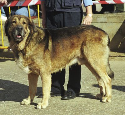 León - Mansilla de las Mulas, León, 08.11.1999
(León de Aralla x Perla de Aralla) 
Breeder: Cándido Rodríguez
Owner: José A. Estevez


 
 
  

Keywords: 1999