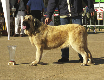 Tea del Reciecho - Best Young Female - Mansilla de las Mulas, León, 08.11.1999
(Sendero de Trashumancia x Daisy de Los Mesones)
Breeder & owner: Baltasar Alvarez Rodriguez  


 

Keywords: 1999 reciecho