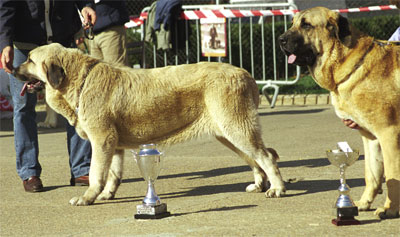 Tea de Reciecho - Best Young Female - Mansilla de las Mulas, León, 08.11.1999
(Sendero de Trashumancia x Daisy de Los Mesones)
Breeder & owner: Baltasar Alvarez Rodriguez  


Keywords: 1999 reciecho