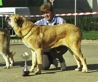 Mastín from Autocan - Mansilla de las Mulas, León, 08.11.1999
Keywords: 1999 autocan