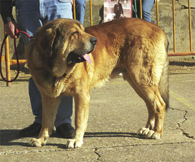 Sultan - Mansilla de las Mulas, León, 08.11.1999
(León de Aralla x Perla de Aralla) 




Keywords: 1999 vicheriza