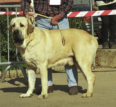 Bucaro Dancá Cotufa - Mansilla de las Mulas, León, 08.11.1999
(Orlando del Espinillo x Encina de Monte Redondo) 
Breeder: Manuel Romero
Owner: Carlos Salas Pardo


 

Keywords: 1999 orzowei