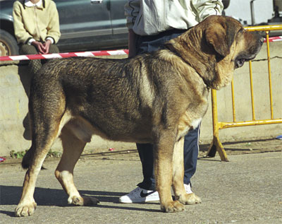 Sultan - Mansilla de las Mulas, León, 08.11.1999
(Cronos de Babia x Aquiana) 
Breeder: Pedro Alvarez
Owner: Agustín Fernández


  

Keywords: 1999 cuetonegro