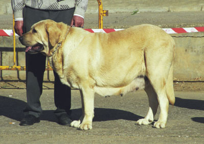 Tormenta de los Zumbos - Mansilla de las Mulas, León, 08.11.1999
(Barón del Valle Escondido x Chatila) 
Breeder: Mario Alonso
Owner: Cecilio López Prieto
  

Keywords: 1999 valle