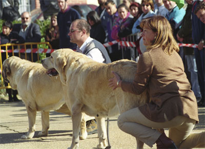 Dalila del Cantabrico - Mansilla de las Mulas, León, 08.11.1999
(Ch. Florencio de Trashumancia x Haana del Cantabrico) 
Breeder & owner: Fátima Gómez 

Photo: Sally Nielsen
 

Keywords: 1999 cantabrico