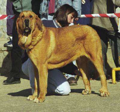 Brandi de Ribayón - Mansilla de las Mulas, León, 08.11.1999
(Andros x Zumaya) 
Breeder & owner: José Tomás Revuelta




Keywords: 1999 ribayon