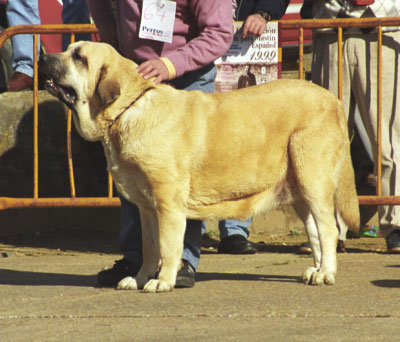 Ch. Duquesa de Autocan - Mansilla de las Mulas, León, 08.11.1999
(Miño de los Mesones x Tormenta de Autocan) 
Breeder & owner: Isidro García Suárez


  
 

Keywords: 1999 autocan