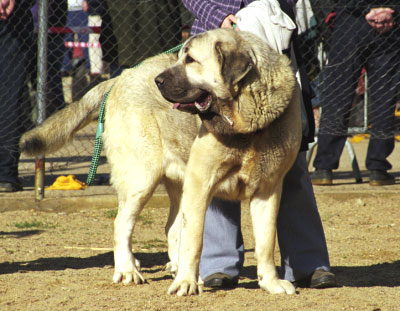 Ulises de Ablanera - Mansilla de las Mulas, León, 08.11.1999
(CH. Nalón de Ablanera X Duna de Isla Perdida)
Breeder: Angel Fernández
Owner: Fransisco Torrijos




Keywords: 1999 fuentemimbre