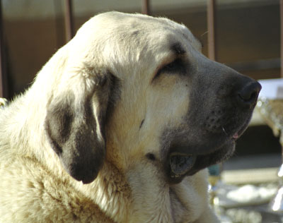 Duquesa de Autocan
(Niño de los Mesones x Tormenta de Autocan)
Breeder & owner: Isidro Gárcia
Mansilla de las Mulas 1999
Photo: Sally Nielsen - © Copyright  

Keywords: autocan head portrait cabeza