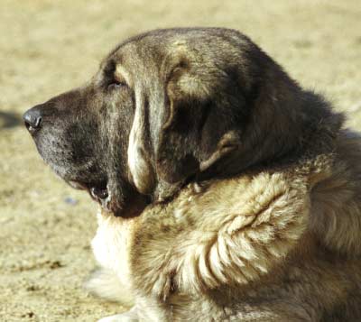 Mansilla de las Mulas 1999
Photo: Sally Nielsen - © Copyright  

Keywords: mulas99 head portrait cabeza