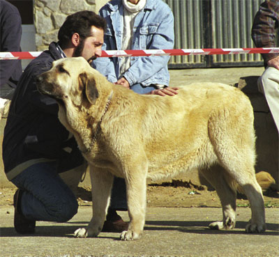 Tea de Reciecho - Best Young Female - Mansilla de las Mulas, León, 08.11.1999
(Sendero de Trashumancia x Daisy de Los Mesones)
Breeder & owner: Baltasar Alvarez Rodriguez  



Keywords: 1999