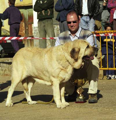 Kathia del Cantabrico - Mansilla de las Mulas, León, 08.11.1999
(Ch. Florencio de Trashumancia x Haana del Cantabrico)
Breeder: Fátima Gómez
Mansilla de las Mulas 1999  

Keywords: 1999 cantabrico