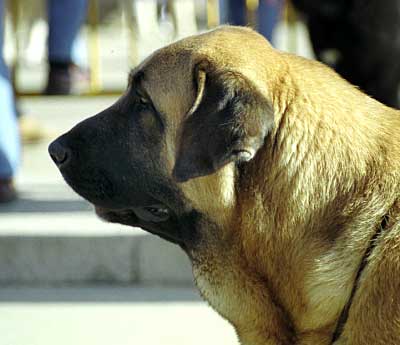 Mansilla de las Mulas 1999
Photo: Sally Nielsen - © Copyright  

Keywords: mulas99 head portrait cabeza