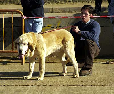 Titan de Autocan - Mansilla de las Mulas, León, 08.11.1999
(Roki II de Autocan x Leona de Autocan)
Breeder & owner: Isidro García Suarez


Keywords: 1999 autocan