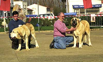 Titan de Autocan & Jorgito de Montes del Pardo - Mansilla de las Mulas, León, 08.11.1999
Titan: (Roki II de Autocan x Leona de Autocan) - Breederr & owner: Isidro García Suarez
Jorgito: (Ch. Tonio de Montes del Pardo x Flor de Trashumancia) - Breeder: Sergio de Salas, owner: José A. Estevez 


Keywords: 1999