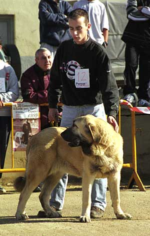 Luna de Autocan - Mansilla de las Mulas, León, 08.11.1999
Breeder: Isidro Gárcia
Owner: Martín Castro 
  

Keywords: 1999