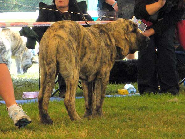 Marco Goner Mastibe: Very promising 1 - Baby Class Males, National Show, Mlada Boleslav 19.07.2009 
(Neron de Laciana x Goya Mastibe)
Keywords: 2009 mastibe