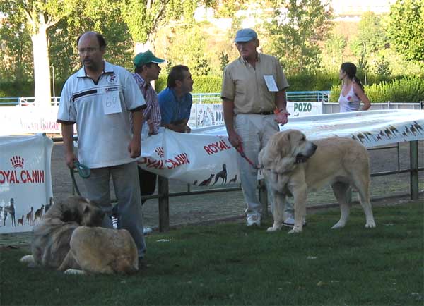 Mariona de Fuentemimbre, Dama de Fontanar - Open Class Females - AEPME Monográfica, Valencia de Don Juan, León, 18.09.2004
Mariona de FuentemMimbre: (Ch. Ulises de Ablanera x Laia de Trashumancia) 
Breeder: Mariano Santos, owner: Francisco Torrijos

Dama de Fontanar: (Rubi de Montes del Pardo x Kenia de Fontanar) 
Breeder: Jesus Salido, owner: Sergio de Salas
 

Keywords: 2004