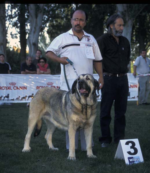 3º Mariona de Fuentemimbre - Open Class Females - AEPME Monográfica, Valencia de Don Juan, León, 18.09.2004
(Ch. Ulises de Ablanera x Laia de Fuentemimbre)
Breeder: Mariano Santos 
Owner: Francisco Torrijos  

Keywords: 2004 fuentemimbre