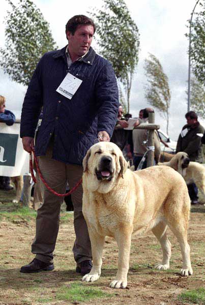 Mariscala de la Aljabara, Exc. 11 - Open Class Females - XXI Monográfica AEPME 2001
(Arroyo de Laciana x Gala de la Aljabara)
Born: 01-11-1999
Breeder & owner: José Mª Herrero Fernández de Córdova


 

Keywords: 2001 aljabara