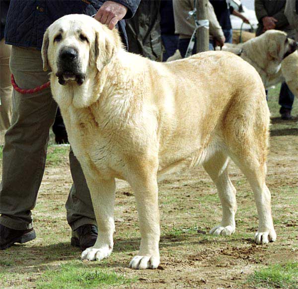 Mariscala de la Aljabara, Exc. 11 - Open Class Females - XXI Monográfica AEPME 2001
(Arroyo de Laciana x Gala de la Aljabara)
Born: 01-11-1999
Breeder & owner: José Mª Herrero Fernández de Córdova


 

Keywords: 2001 aljabara