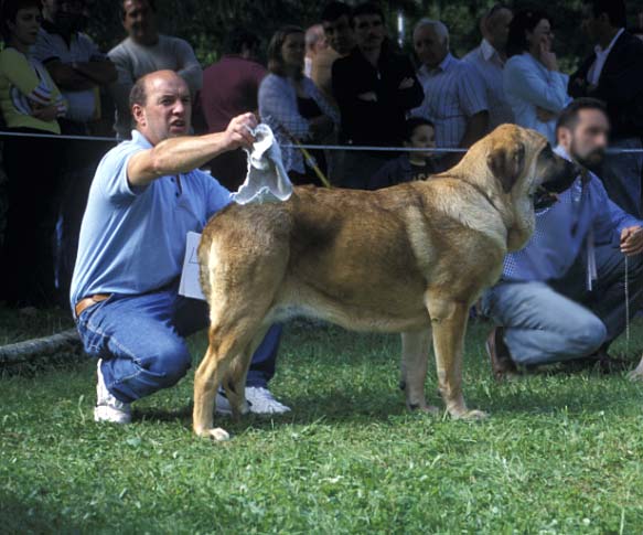 Zamarro de Buxionte - Barrios de Luna, León, 12.09.2004
(Arroyo de Transhumancia x Rayas de los Zumbos) 
Born: 10.08.2003 

Võtmesõnad: 2004 buxionte