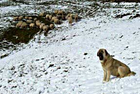 Working Mastín from Spain
Keywords: snow nieve