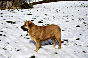 Working Mastín from Spain
Keywords: snow nieve