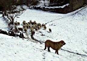 Working Mastín from Spain
Keywords: snow nieve