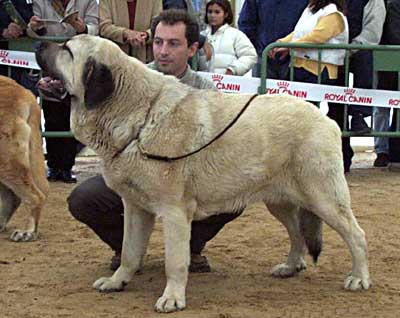 Ribero de Reciecho - Excellent 3º (Open Class Males) - Monográfica AEPME, Viana de Cega, Valladolid, 20.10.2002
(Ch Ulises de Babia x Tea de Reciecho) 
Breeder: Baltasar Alvarez Rodríguez
Owner: Enrique Fernández

 

Keywords: 2002 canadas