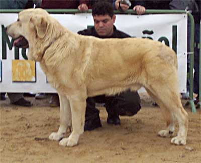 Clarín de Campollano - Very Good 1º (Intermediate Class) - Monográfica AEPME, Viana de Cega, Valladolid, 20.10.2002
(Jerez de Campollano x Alhambra de Campollano).
Breeder & owner: José Luis Moncada de la Granja
 

Keywords: 2002 campollano