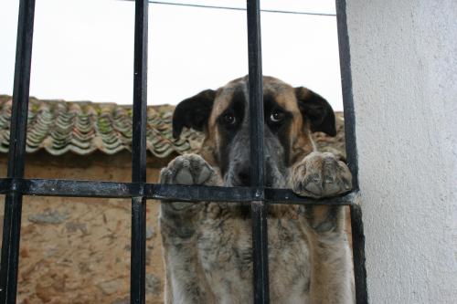 Adoption 2011 - TERESA
Más fotos en 'Nueva Vida Adopciones' : http://nuevavida-adopciones.org/ficha/2669/
Nombre Teresa
Desde 25-1-2011
Sexo Hembra 
Edad 8 meses y 21 días 
Raza Cruce de Mastin  
Descripción Teresa esta en un pueblo, necesitamos que alguien nos ayude, la dan patadas la tiran piedras, necesitamos casa de acogida o ayuda para pagar su residencia o mejor aun un hogar, es mimosa, cariñosa.
Contacto 
Minerva 691484162 
adopcionesnuevavida@gmail.com 


Keywords: 25.01.11