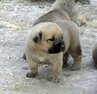 Puppy from Ortibel'li
Keywords: puppyspain puppy cachorro