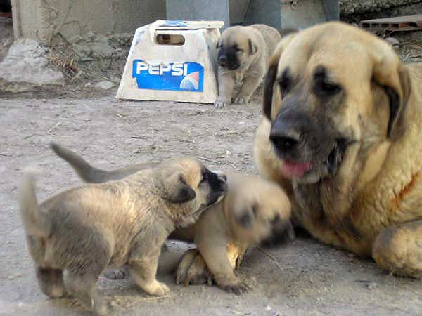 Luna del Collado de Los Lobos & puppies
