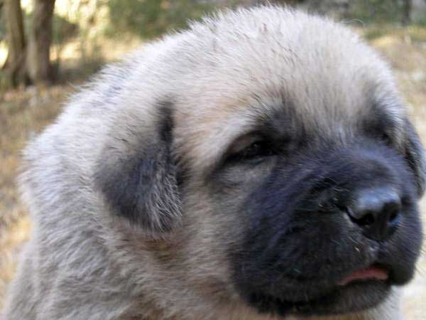 Puppy from Ortibel'li
Keywords: puppyspain puppy cachorro