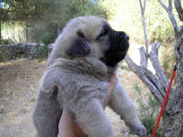 Puppies from Ortibel'li
Keywords: puppyspain puppy cachorro