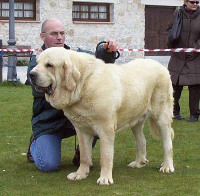 Mayoral de Hazas de Cesto EXC. 1, BIS - Champion Class Males, I Concurso Monográfico AEPME Avila 02.05.2004
(Ch. Ulises de Ablanera x Dama de Hazas de Cesto)
Born: 19.09.2001
Keywords: 2004 hazascesto