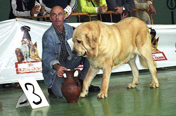 Mayoral de Hazas de Cesto - Exc. 3 Champion Class Males, XXV Monográfica AEPME Agoncillo, La Rioja, Spain 30.10.2005
(Ch. Ulises de Ablanera x Dama de Hazas de Cesto)
Born: 19.09.2001
Breeder & owner: José Fd. Uslé Rugama 


Keywords: 2005 hazasdecesto