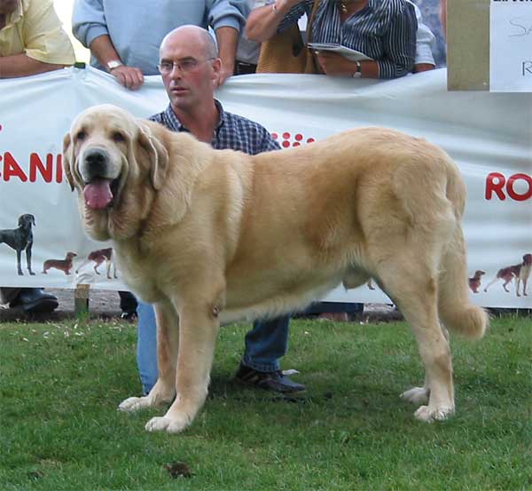 Ch. Mayoral de Hazas de Cesto - Champion Class Males - AEPME Monográfica, Valencia de Don Juan, León, 18.09.2004
(Ch. Ulises de Ablanera x Dama de Hazas de Cesto)
Breeder & owner: José Fernando Uslé  

Keywords: 2004 hazascesto