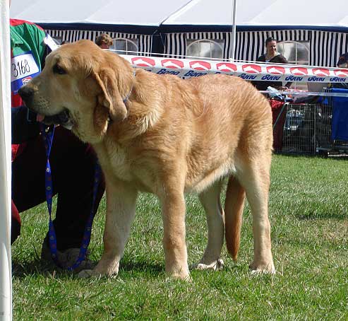 Anabel Con Fundo: Very Promising 3 - Baby Class Females, National Show Mlada Boleslav 20.07.2008
(Basil Mastifland x Historia Tornado Erben)

Photo sent by Iva Jarova - © Copyright 
Keywords: 2008 confundo