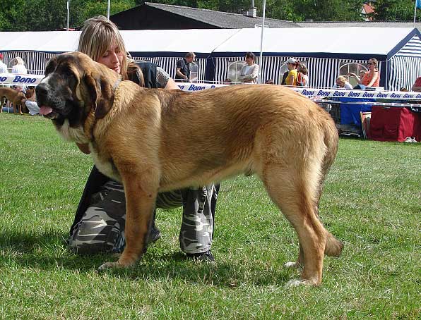 Aragon vom Eisinger Land: Very Promising 1 - Puppy Class Males, National Show Mlada Boleslav 20.07.2008
(Arak z Kraje sokolu x Luana von Haus vom Steraldted)

Photo sent by Iva Jarova - © Copyright 
Keywords: 2008