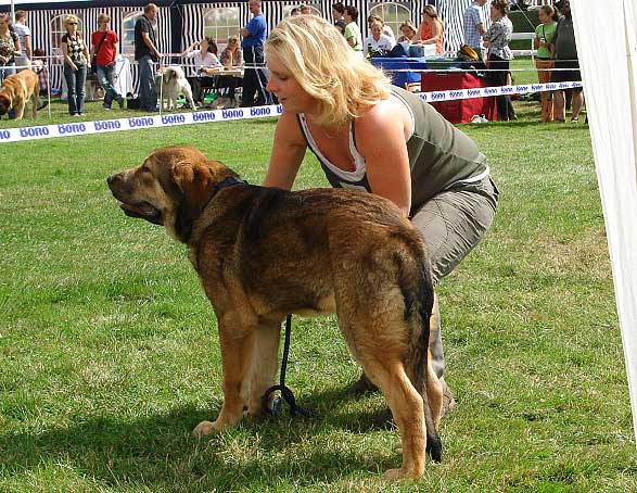 Argento Con Fundo: Very Promising 1 - Baby Class Males, National Show Mlada Boleslav 20.07.2008
(Basil Mastifland x Historia Tornado Erben)

Photo sent by Iva Jarova - © Copyright 
Keywords: 2008 confundo